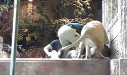 人与动物交配的视频,伦理争议与科学探索